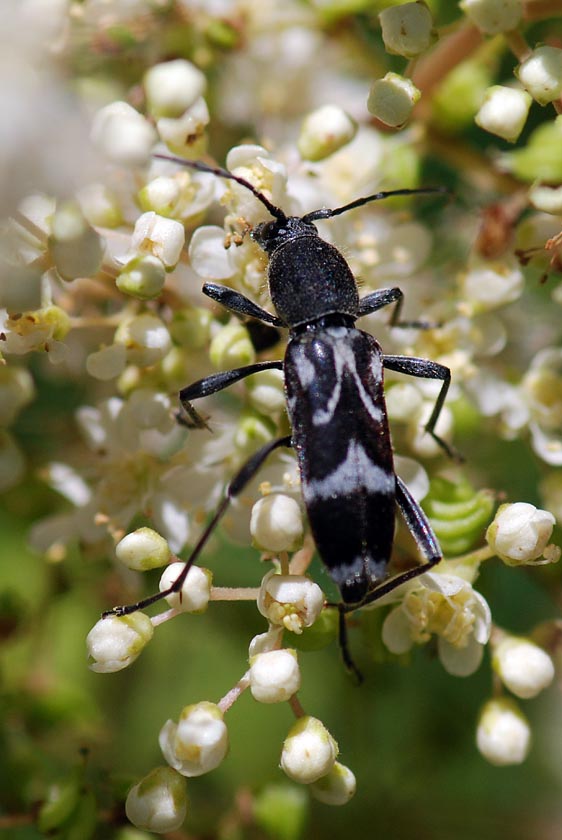 Da identificare: Chlorophorus figuratus